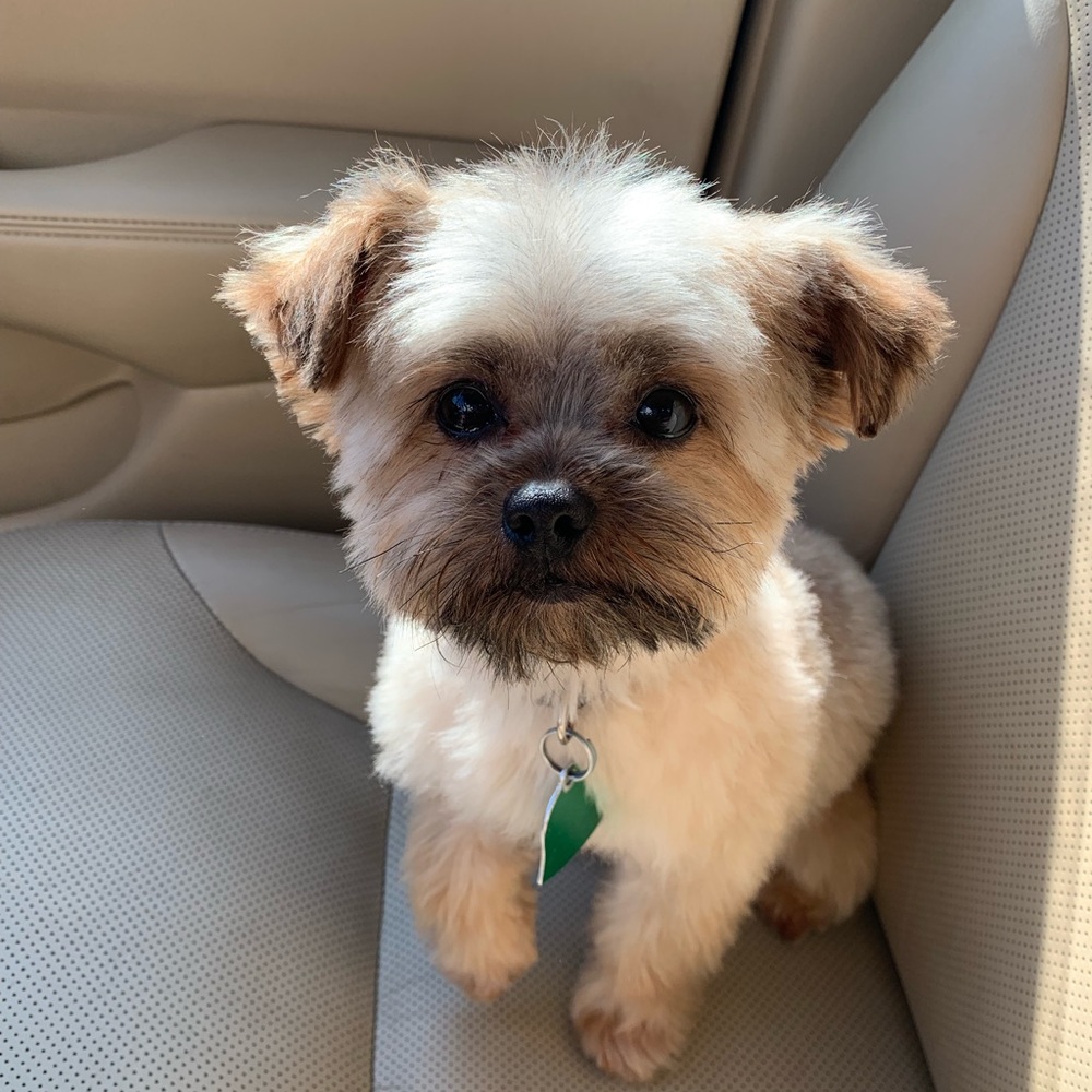 Shorkie